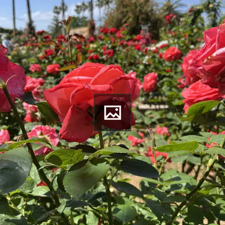 Red Rose in Bloom