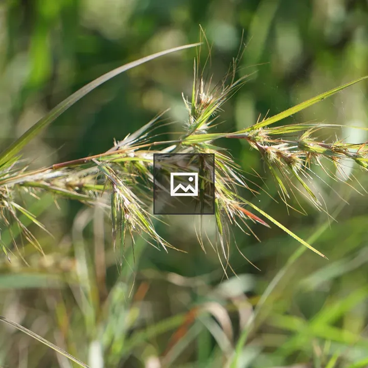 Green Grass Stem with Seed Heads