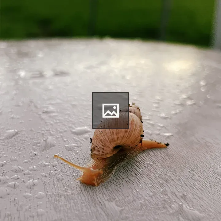 Snail on Wet Plastic Conduit Cover