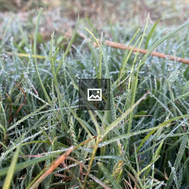 Morning dew on green grass blades