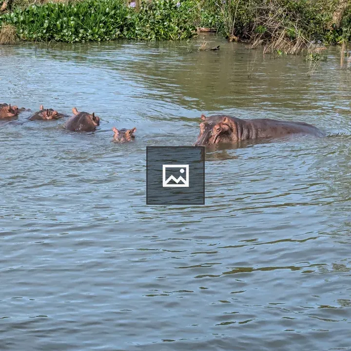Hippos in Water with Green Shore