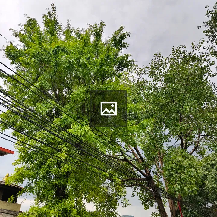 Dense canopy with power lines