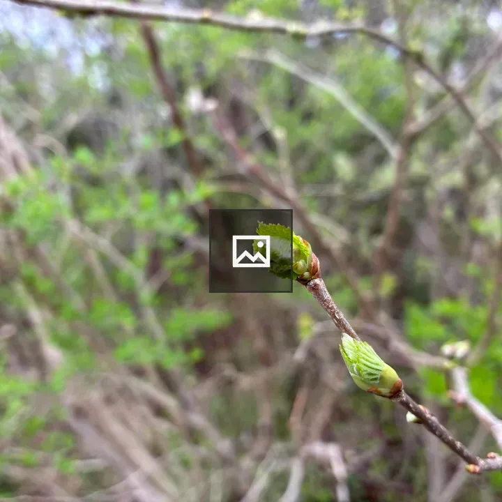 Budding branch close-up