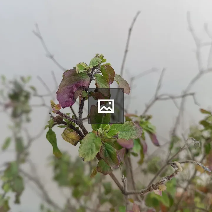 Basil Leaf with Flower and Stem
