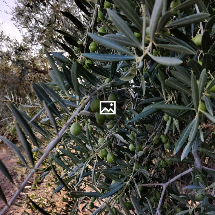 Olive Tree with Olives