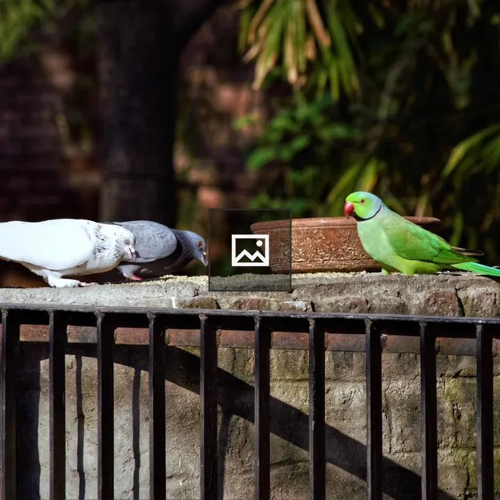 Parrot with Pigeons Trio