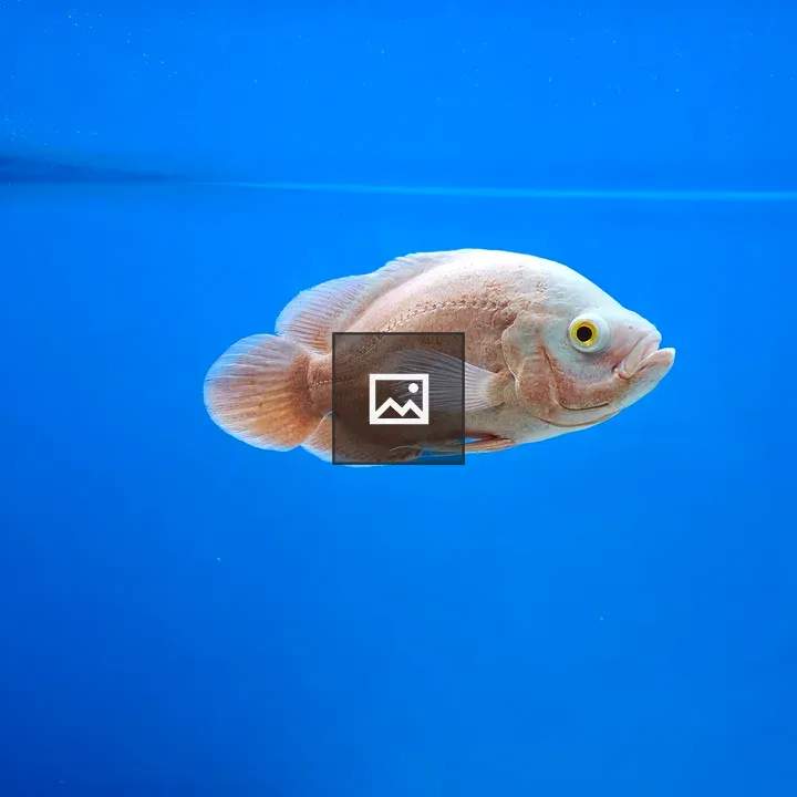 Pale fish in blue water