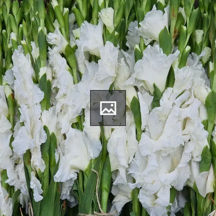 White Gladiolus Bunches for Sale