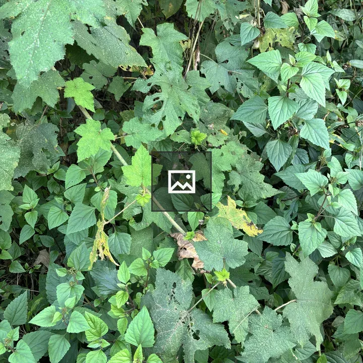 Dense Green Leaves Arrangement