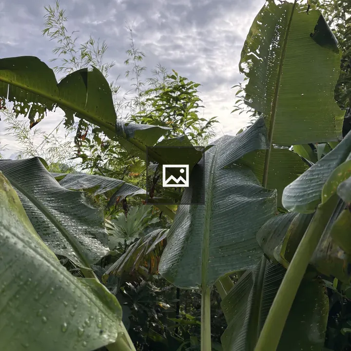 Close-up Green Banana Leaves
