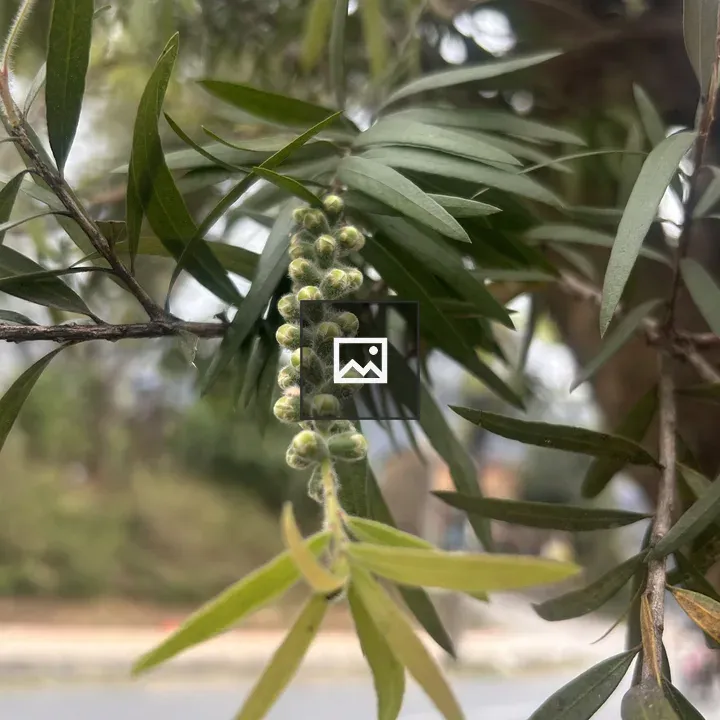Branch with Green Buds