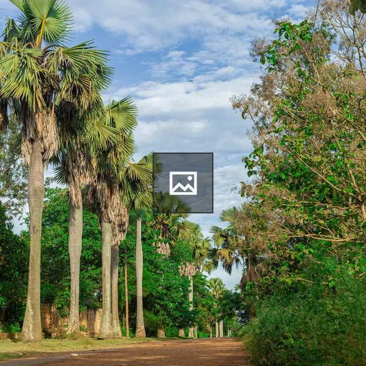 Dirt Path with Palm Trees