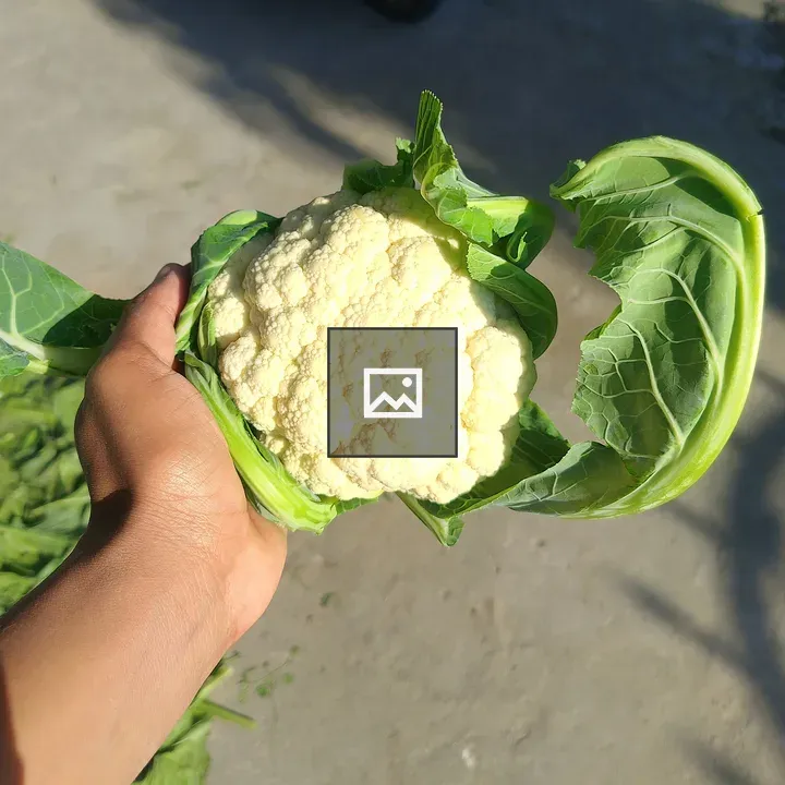 Cauliflower in Hand