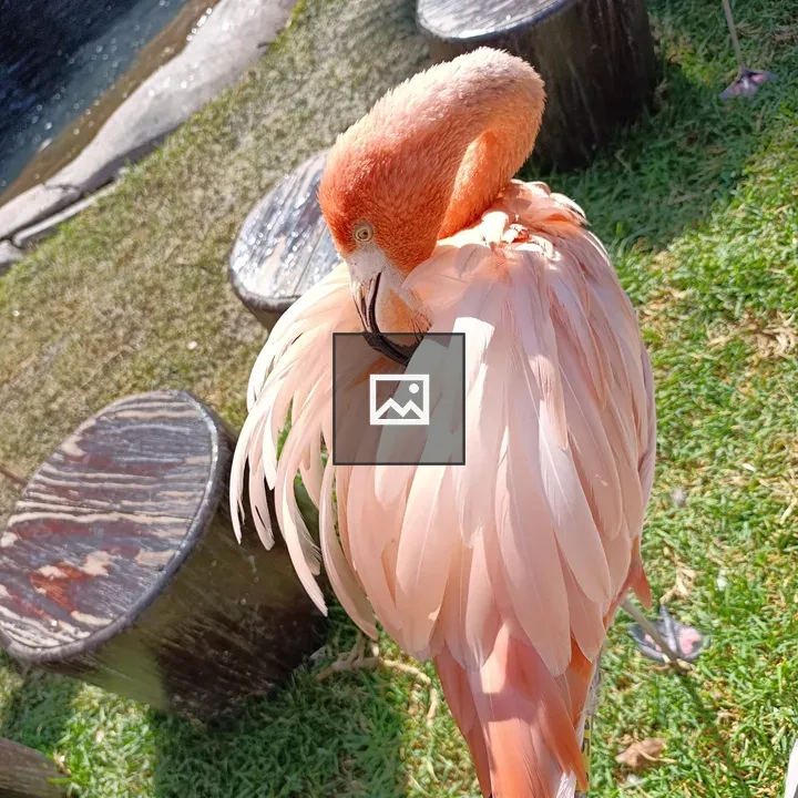 Pink flamingo in portrait pose