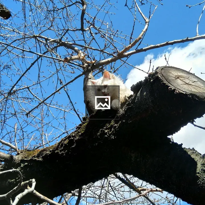 Cat Sitting on a Tree