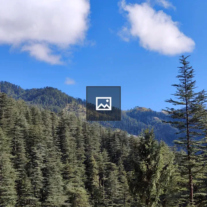 Tall Pine Trees and Blue Sky