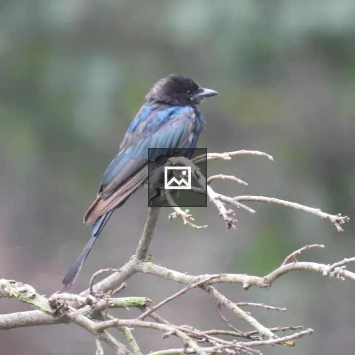 Black Drongo on a Branch