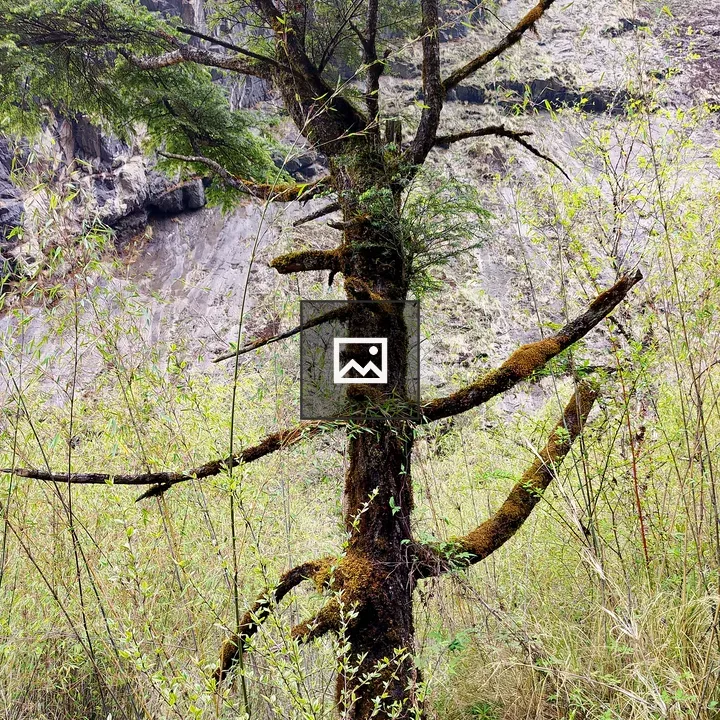 Tree in a Forest