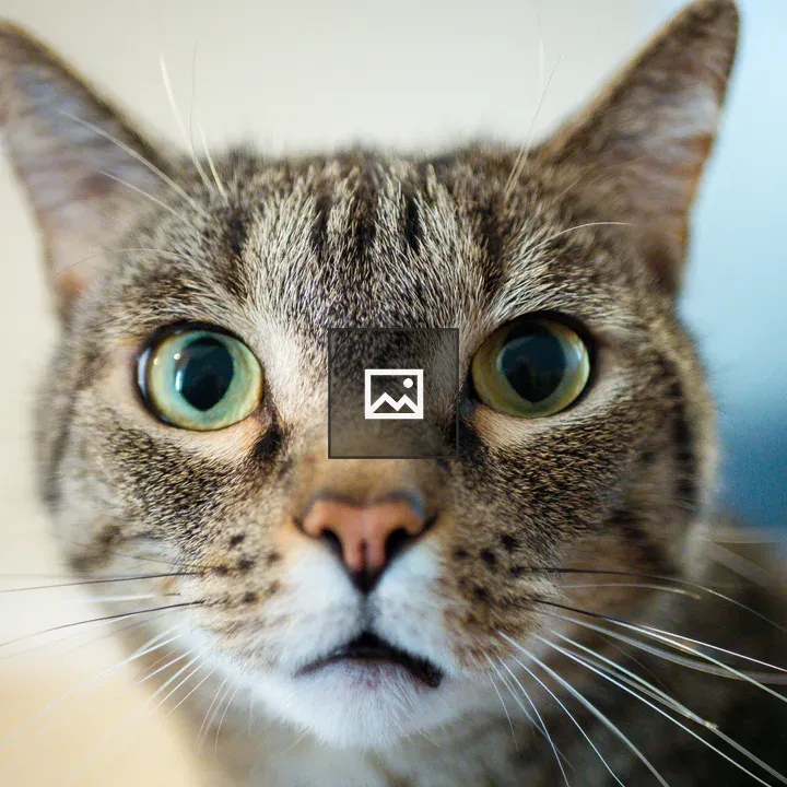 Brown shorthair house cat