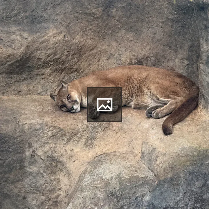 Puma Resting on Rocky Surface