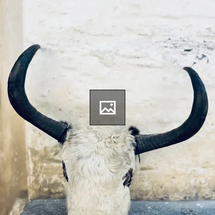 Mounted Yak Skull
