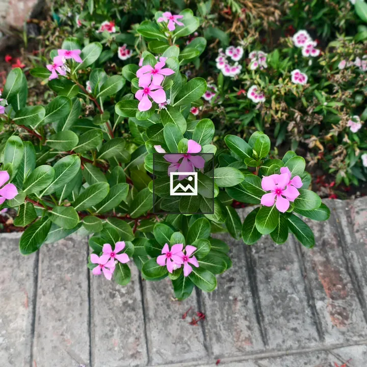 Madagascar Periwinkle Plant