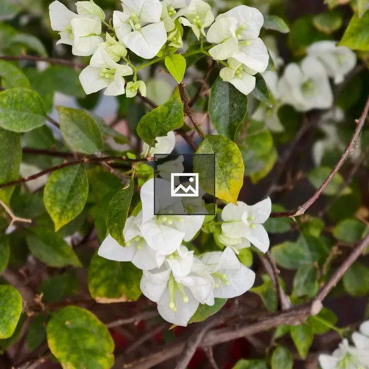 White bougainvillea close-up