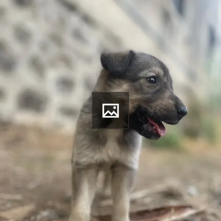 Young puppy on dirt surface