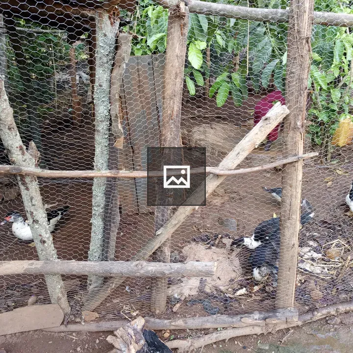 Ducks in wooden enclosure
