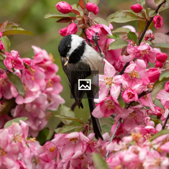 Chickadee Among Blossoms