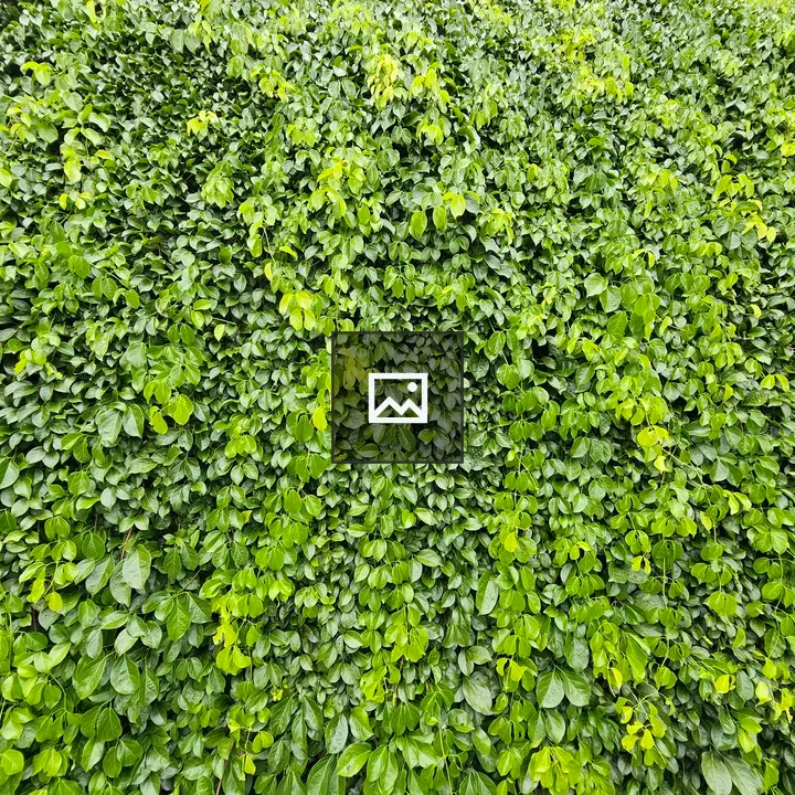 Dense wall of green creepers