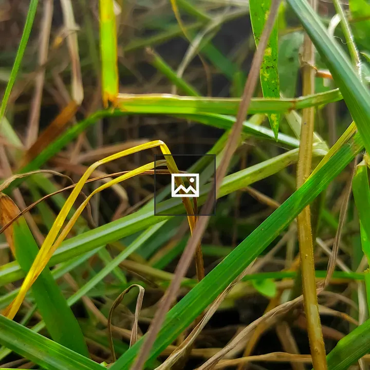Green Grass