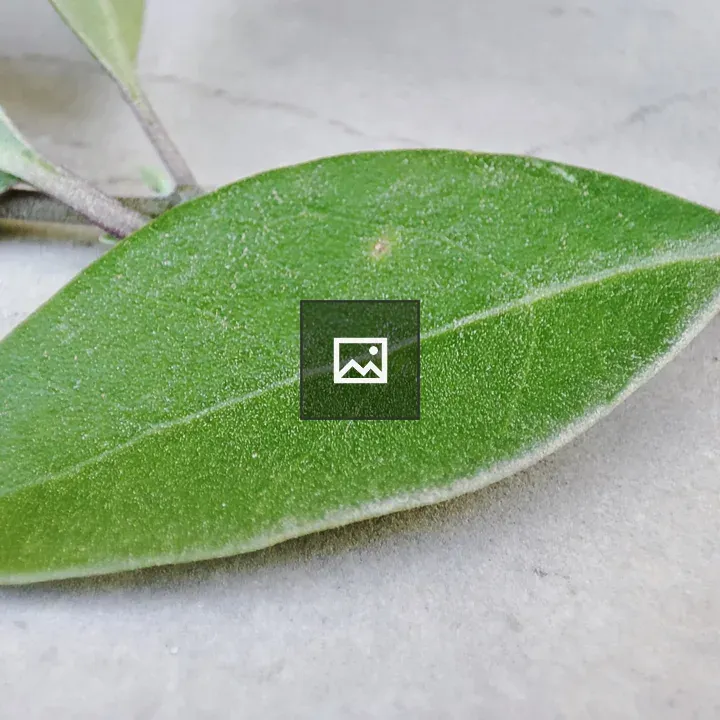 Leaf Capture Micro Camera