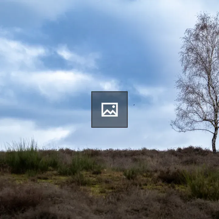 Lonely tree on the heath