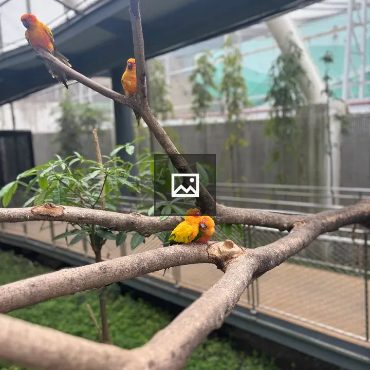 Close-up of colorful sun conures