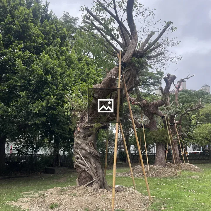Twisted tree with stakes in Taipei
