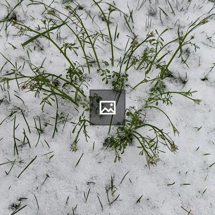 Patch of long grass through snow
