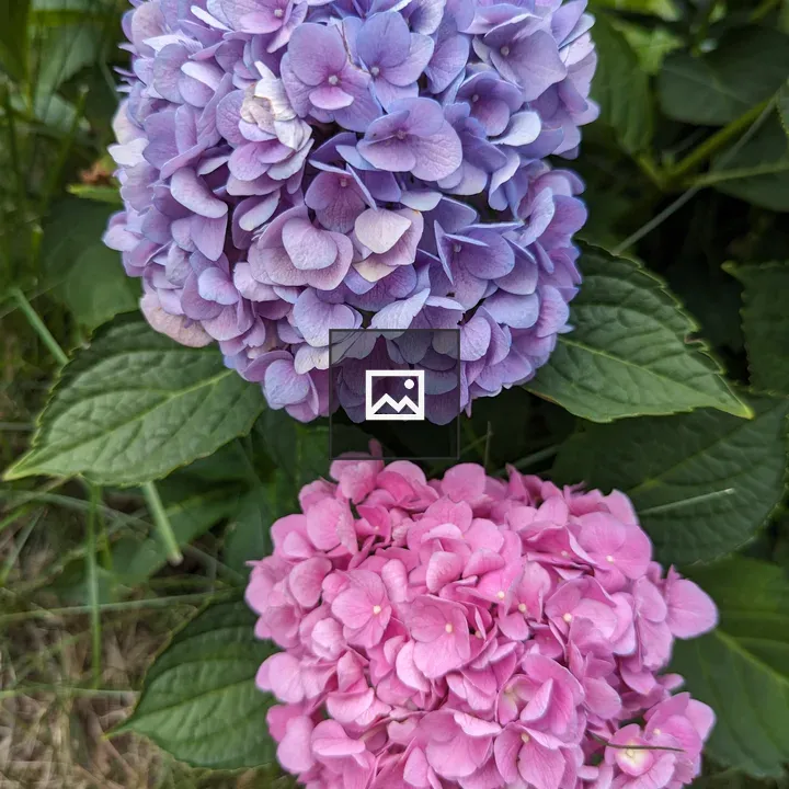 Blue and Pink Hydrangea Flowers