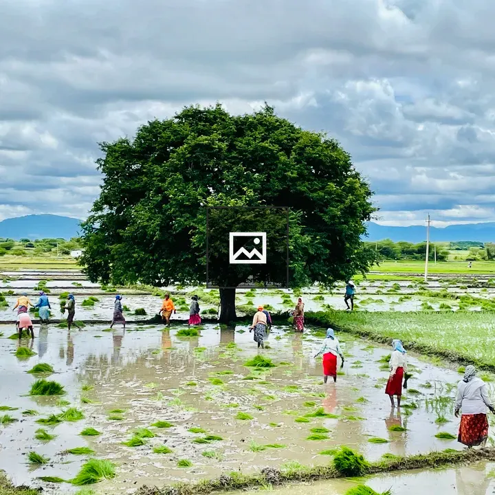Paddy fields in Chamaraja Nagar