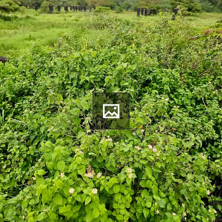 Lantana Bushes with Blooms