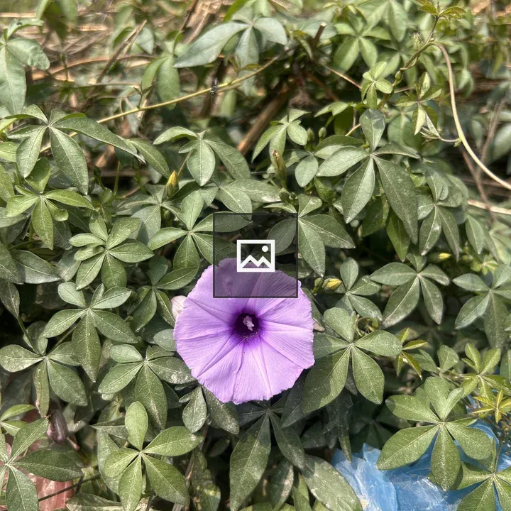 Purple flower with green leaves