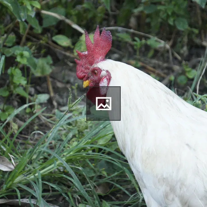 White chicken foraging in grass