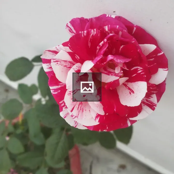 Red and White Rose