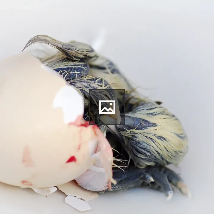 Newly Hatched Silky Chick