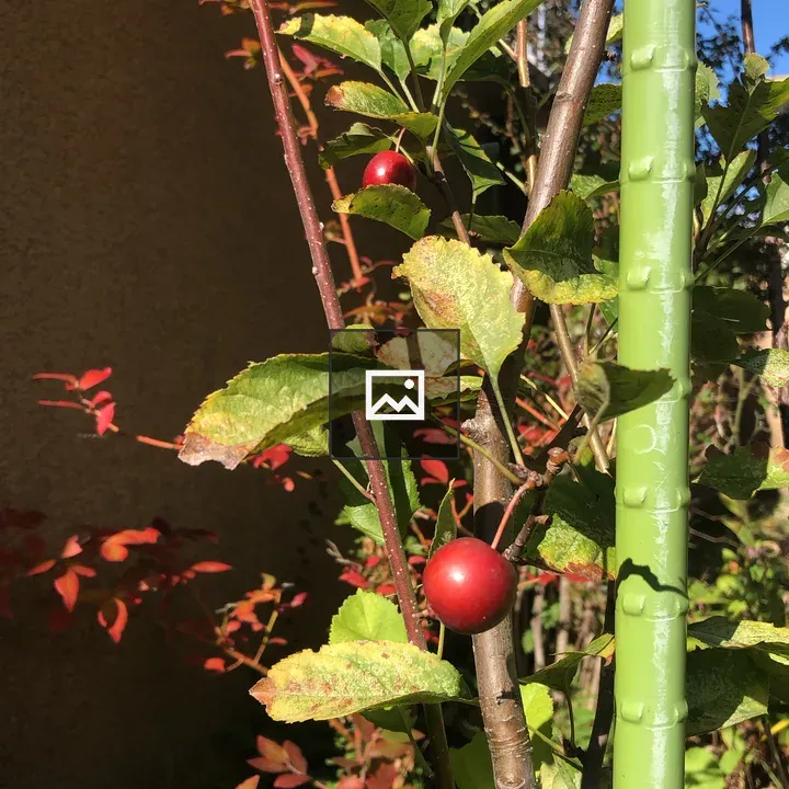 Princess apple in the garden