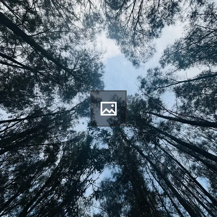 View Up into Tall Trees