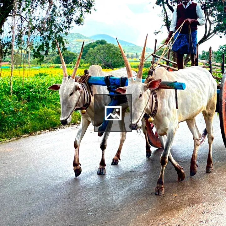 Oxen Pulling Cart on Rural Road