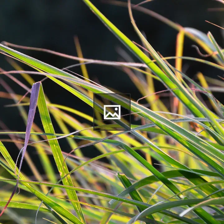 Grasses at Sunset