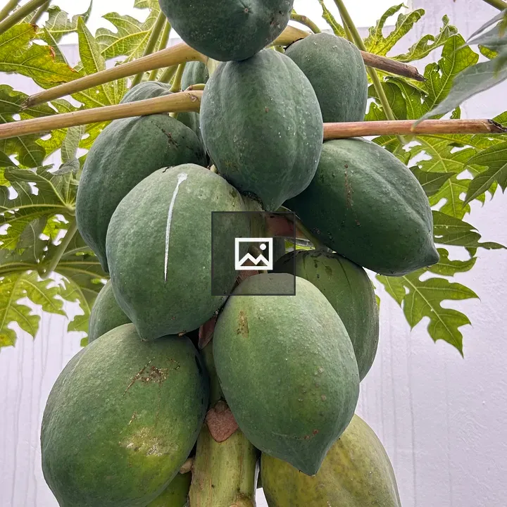 Papaya Tree Trunk with Unripe Fruit