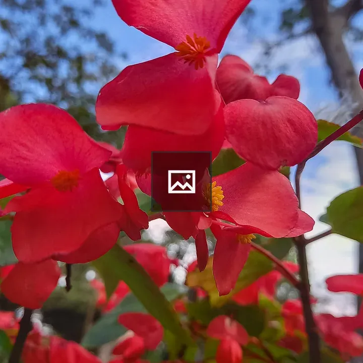 Red Flowers Against Sky